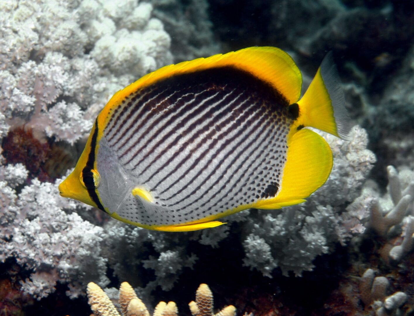 Blackback Butterflyfish