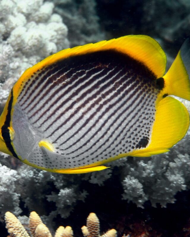 Blackback Butterflyfish