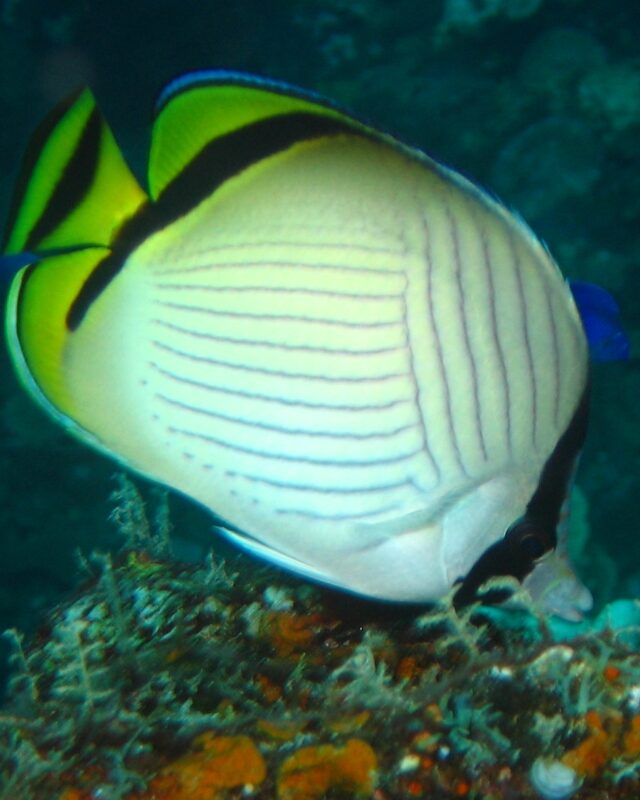 Vagabond Butterflyfish