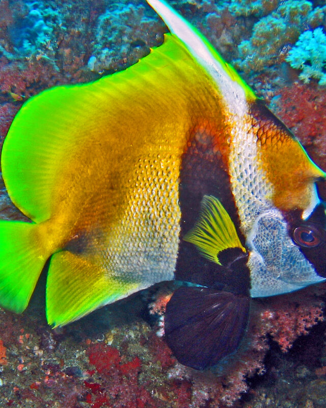 Masked Bannerfish