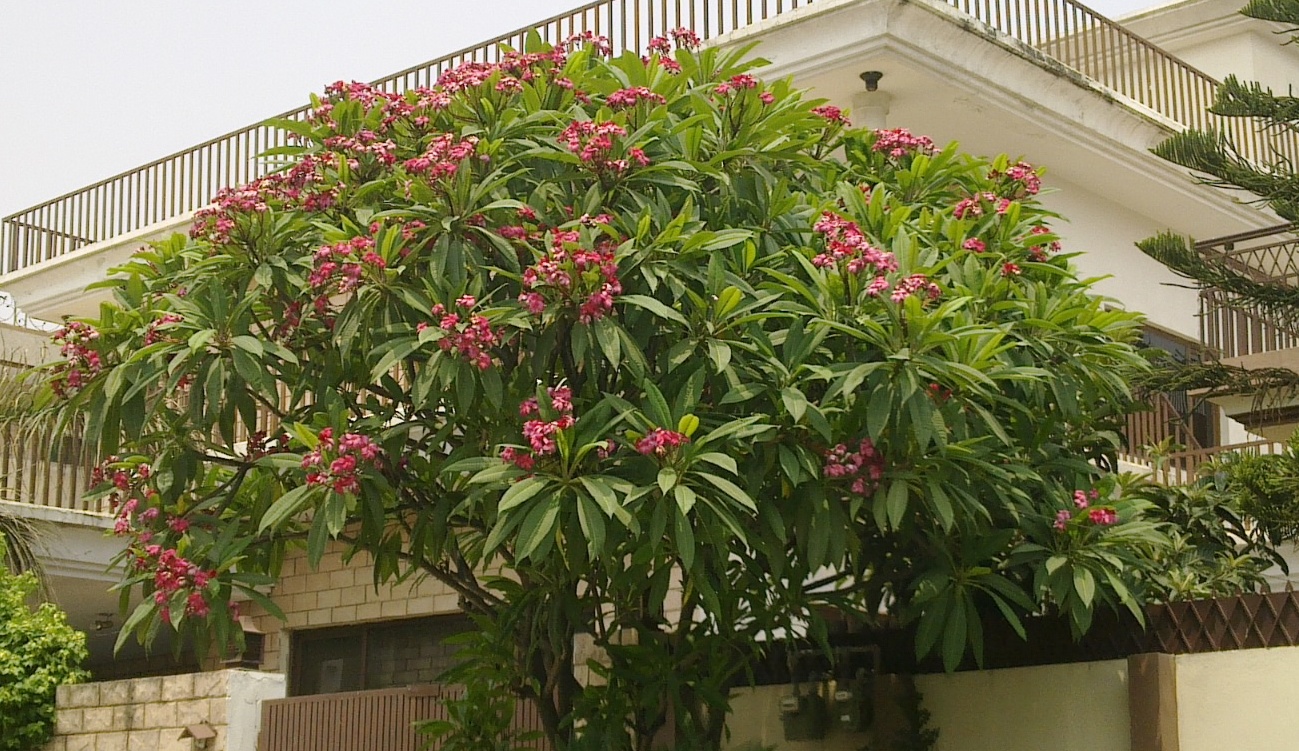 Mexican Plumeria