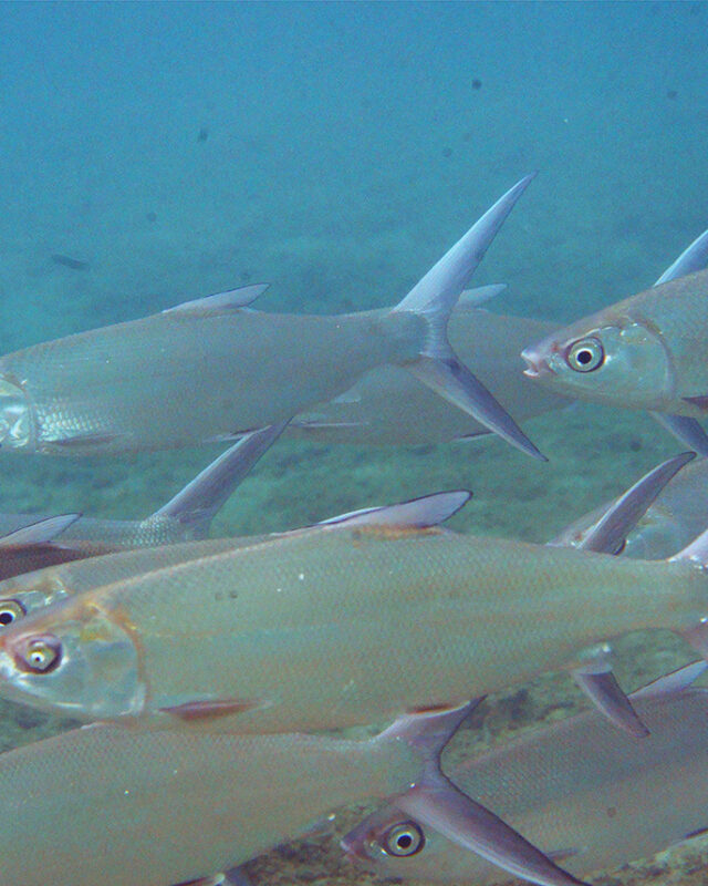 Milkfish
