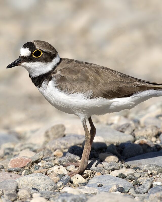 Little Ringed Plover
