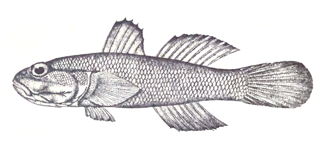 Cyclops Frillgoby