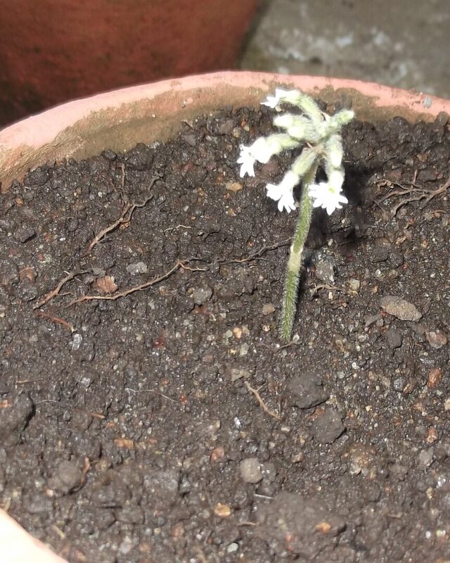 Cheirostylis flabellata