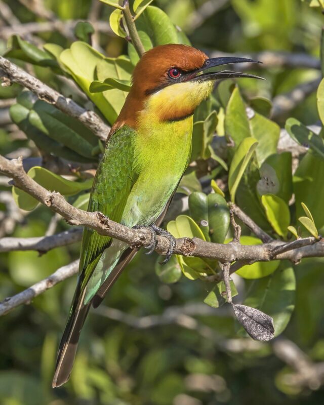 Chestnut-Headed Bee-Eater