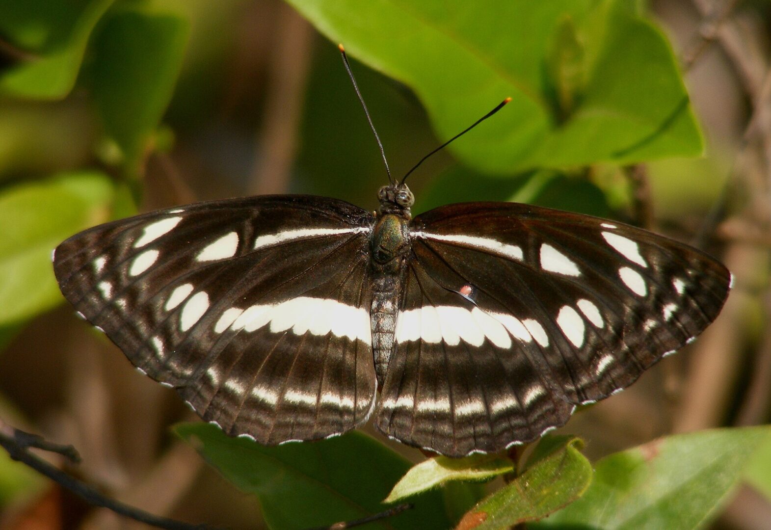 Chestnut-Streaked Sailer