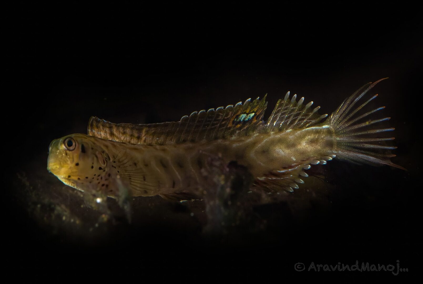 Chevron Blenny