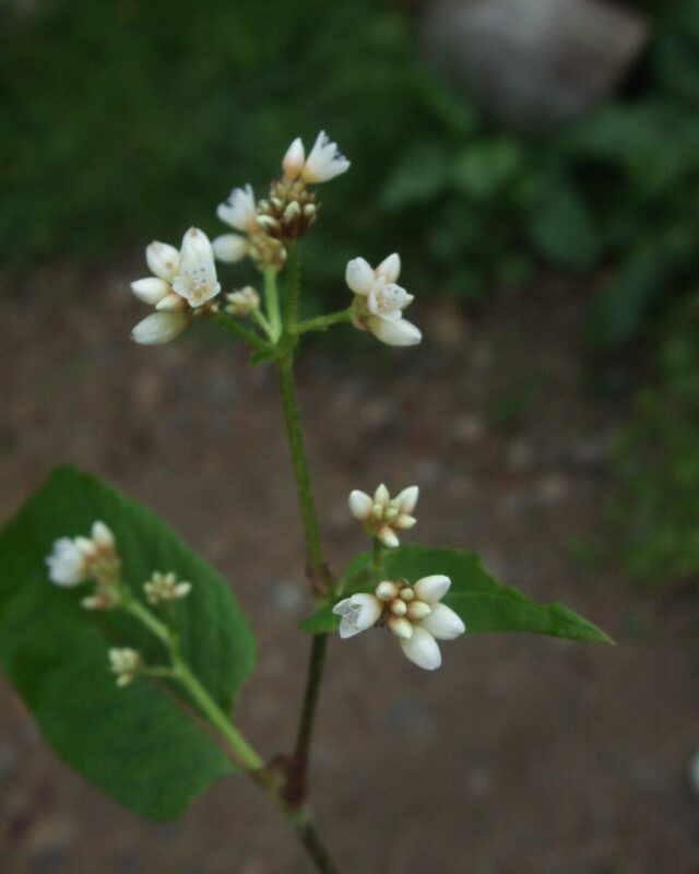 China Knotweed