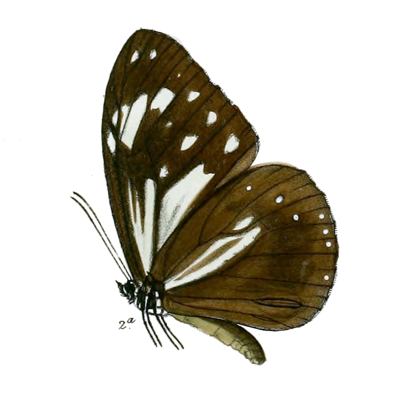 இலங்கை வரியன்