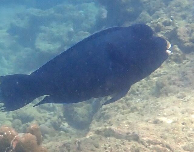 Raggedfin Parrotfish