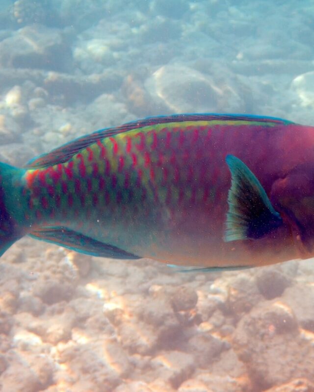 Roundhead Parrotfish