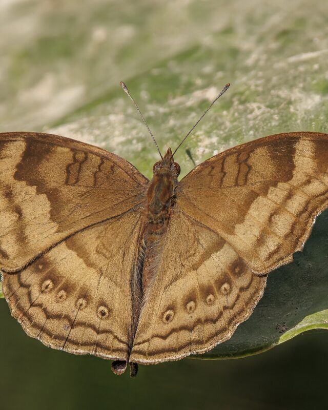 Chocolate Pansy