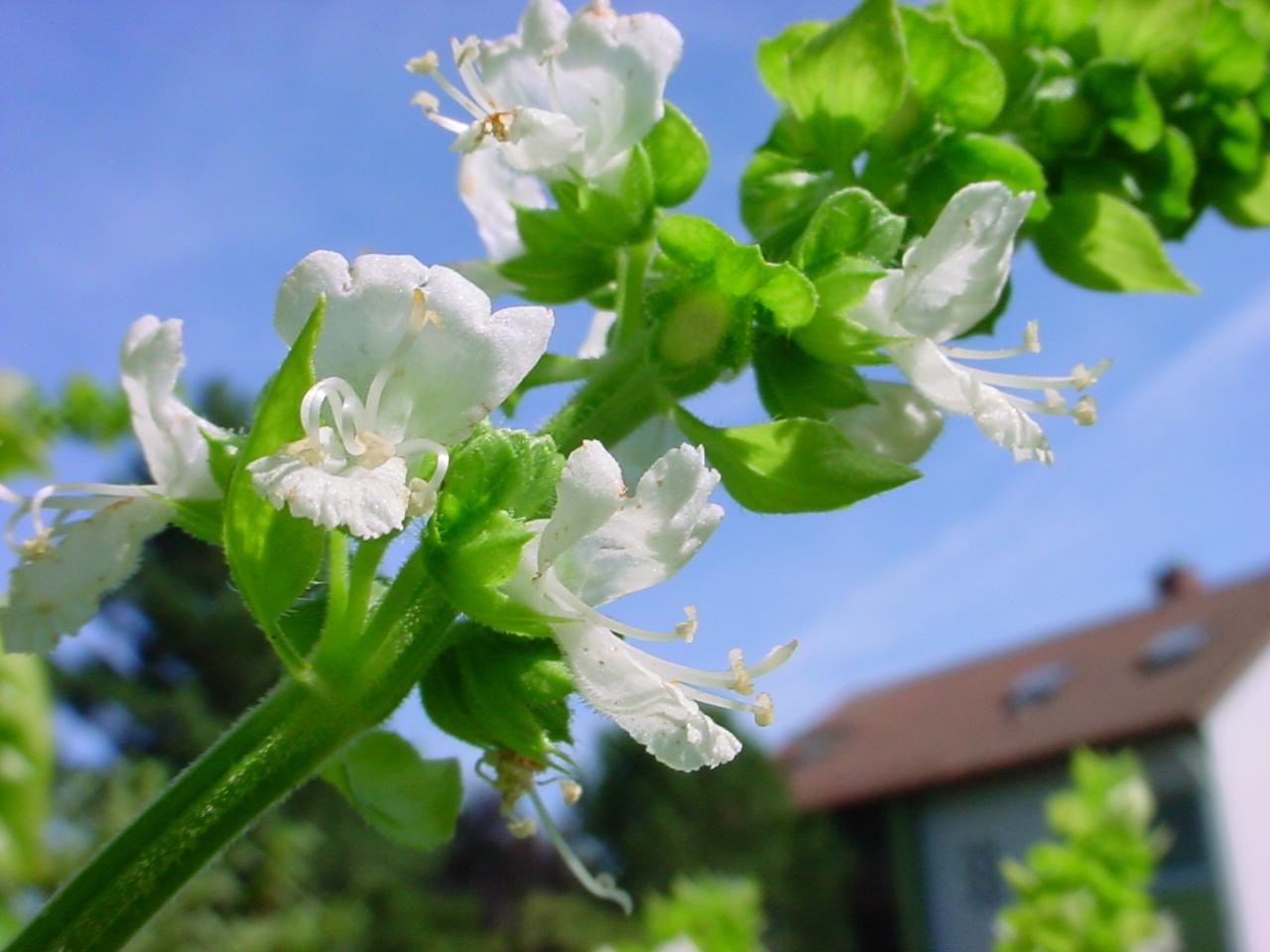 Lime Basil