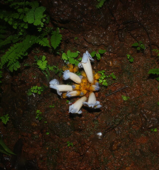 Christisonia calcarata