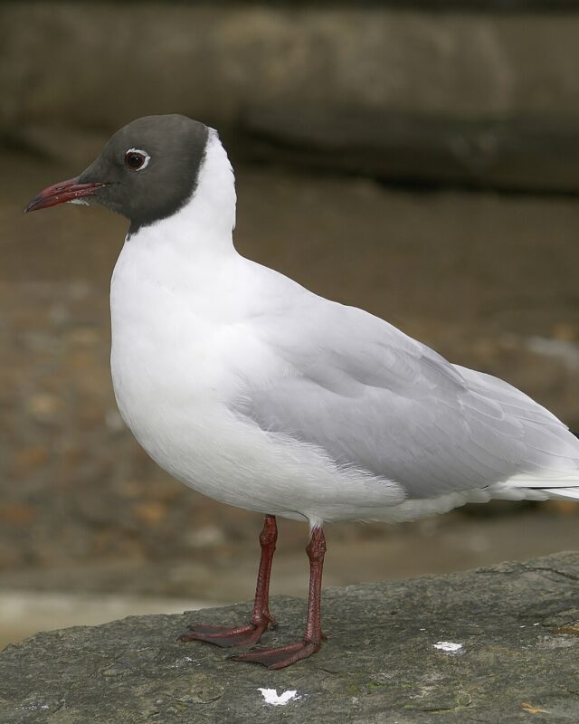 Black-Headed Gull