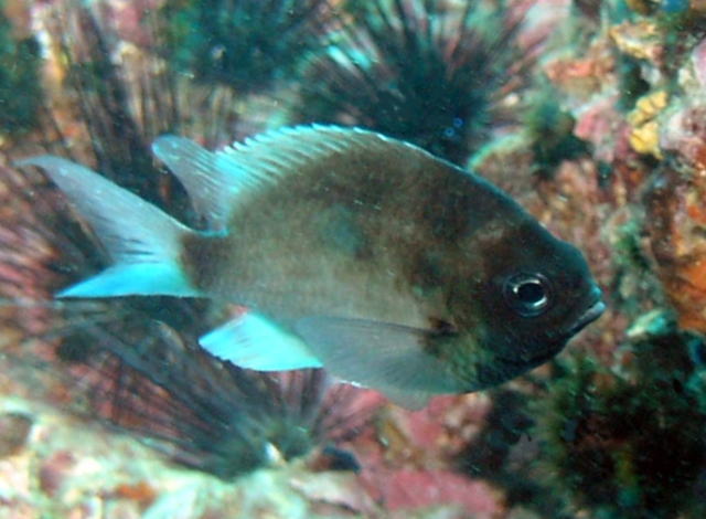 Green Chromis