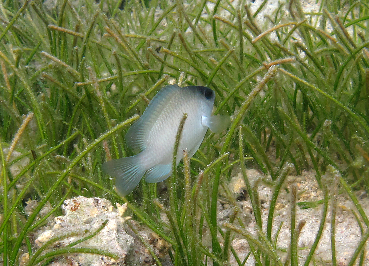 Grey Demoiselle