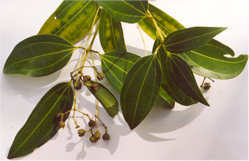 කුරුඳු