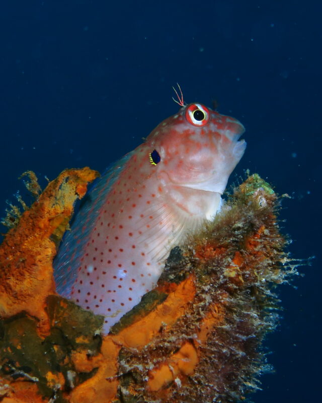Eared Blenny