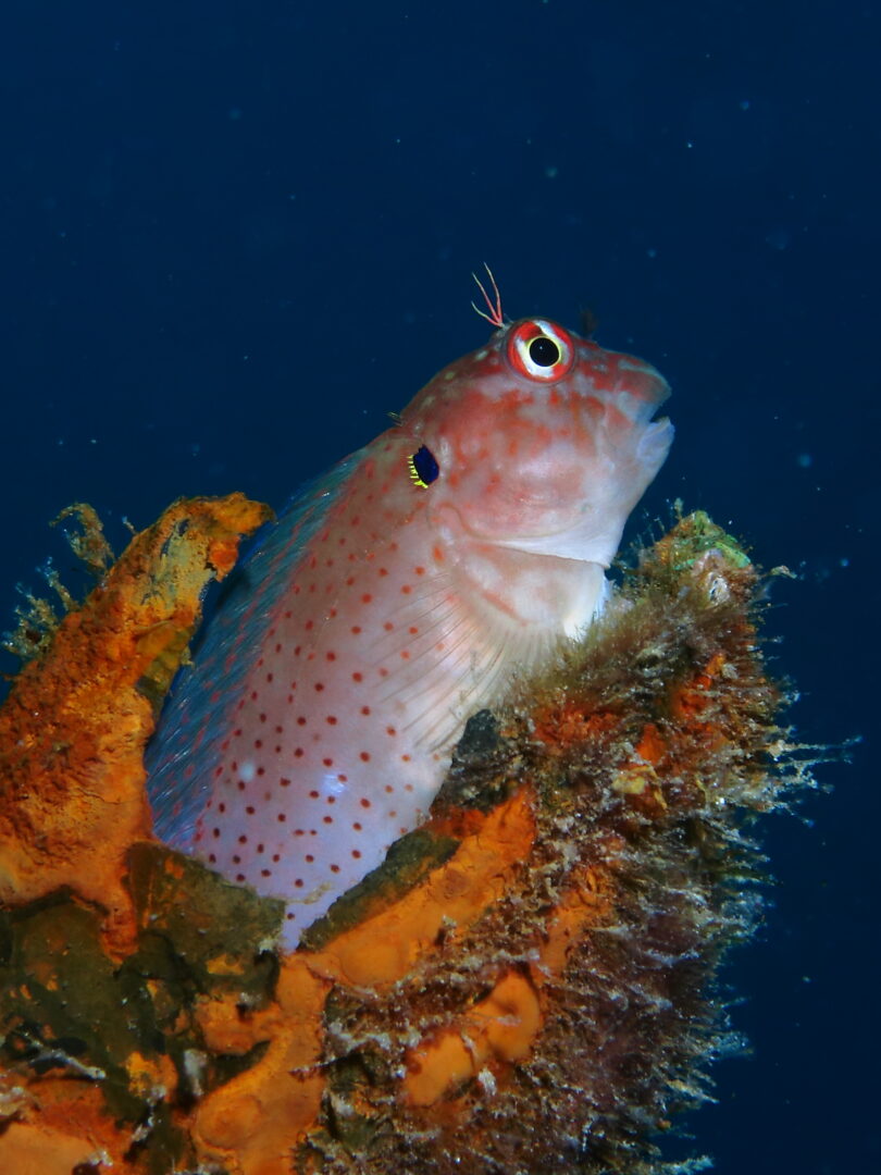 Eared Blenny