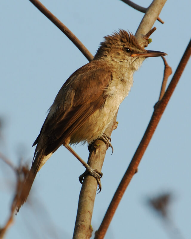 Clamorous Reed Warbler