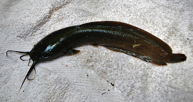 Sri Lankan Walking Catfish