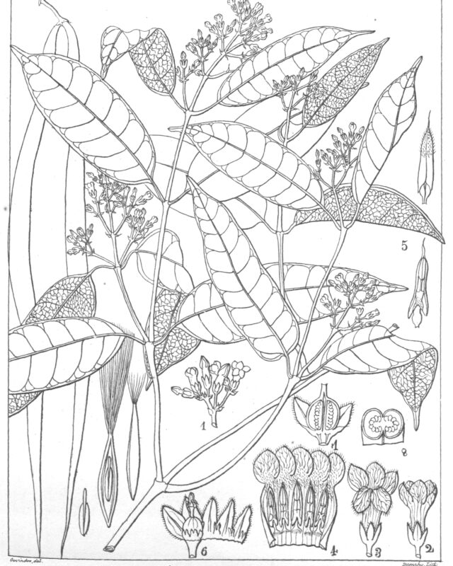 Cleghornia acuminata