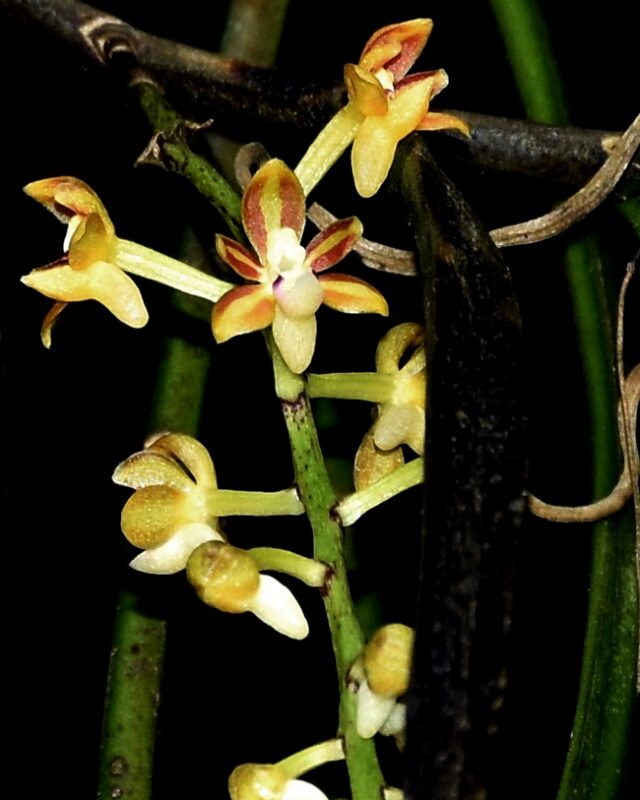Cleisostoma tenuifolium