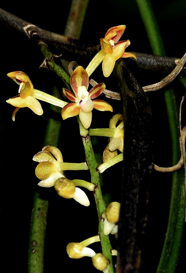 Cleisostoma tenuifolium