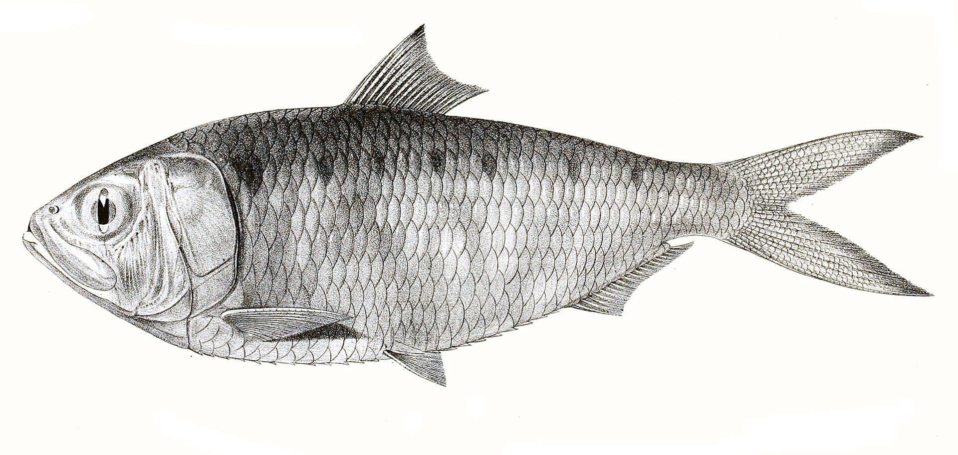 Hilsa