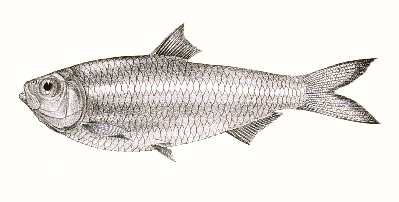 White Sardine