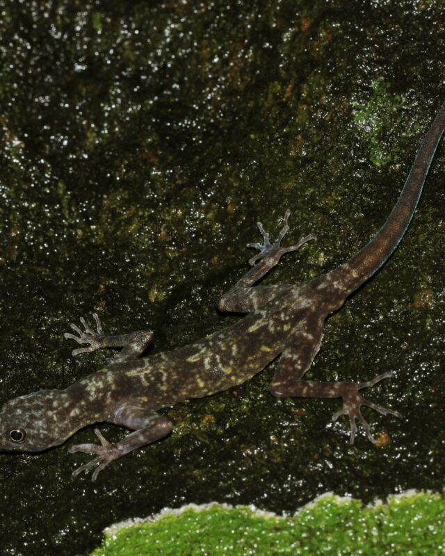 Rammale Round-Eyed Gecko