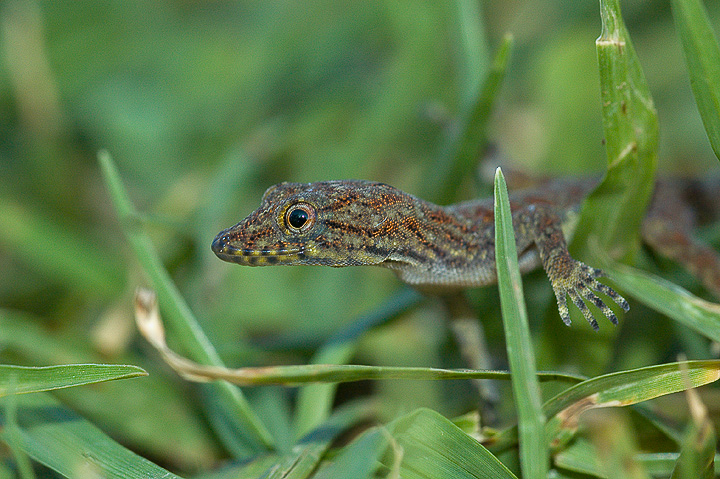 Rough-Bellied Round-Eyed Gecko