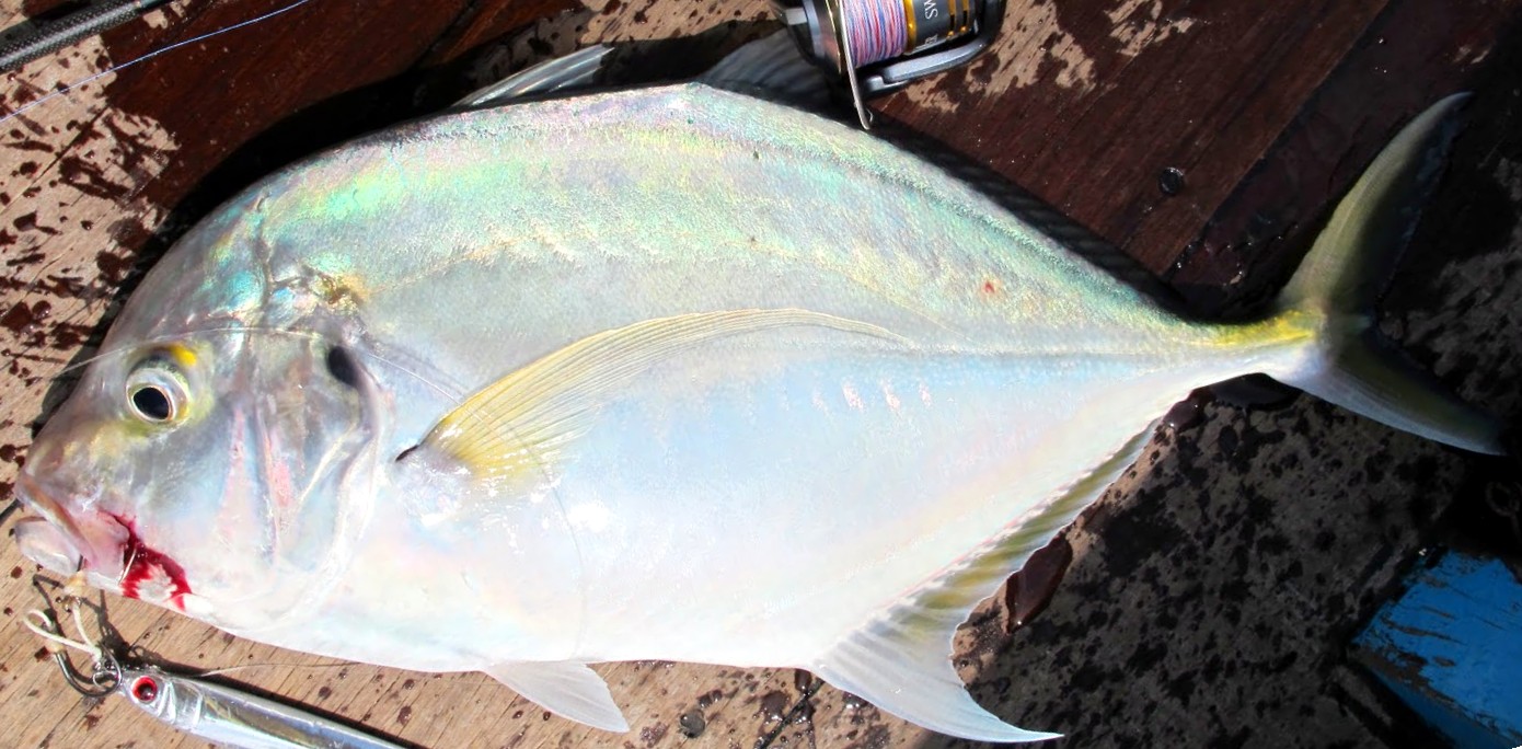 Coastal Trevally
