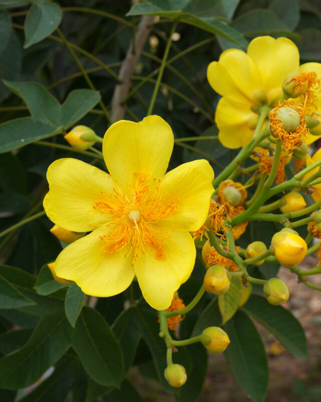 කිණිහිරියා