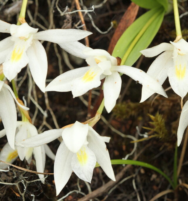 Coelogyne odoratissima