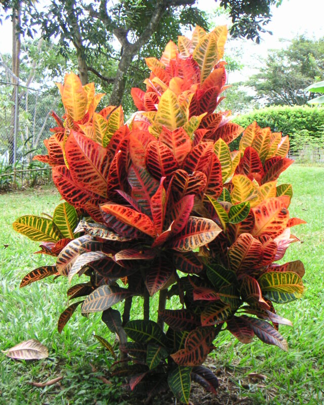 Variegated Croton