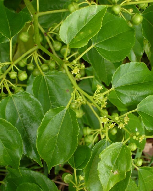 Latherleaf