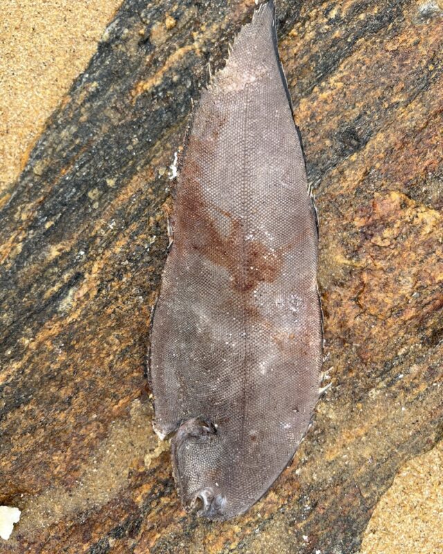 Commerson’s Sole