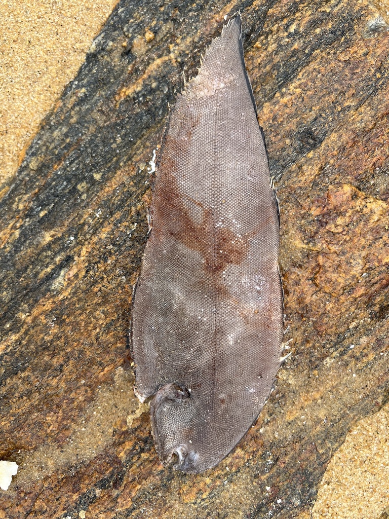Commerson’s Sole