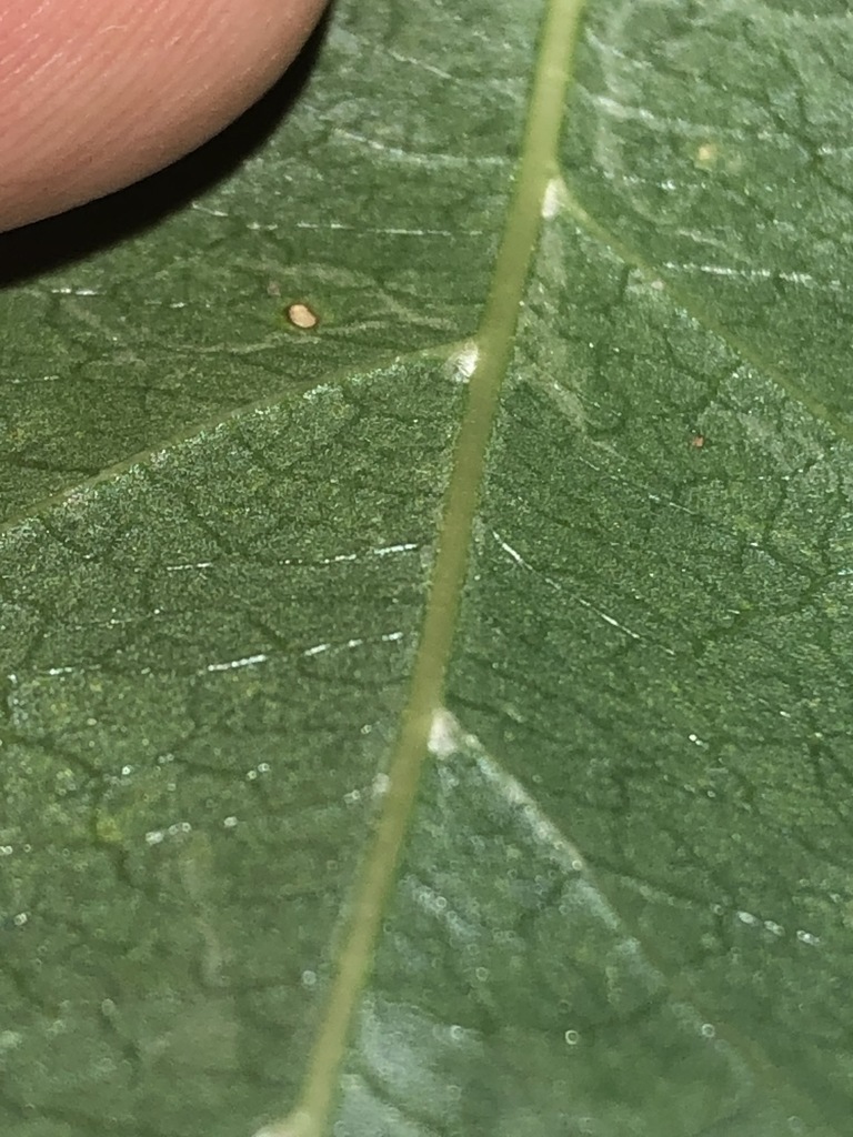 Common Indian Mulberry