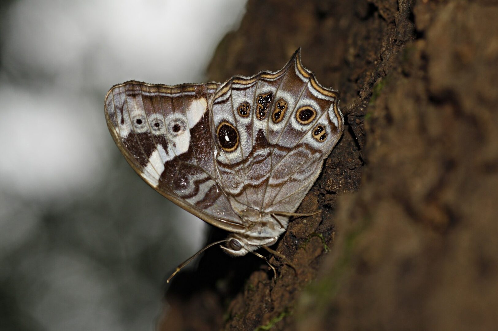 Common Treebrown