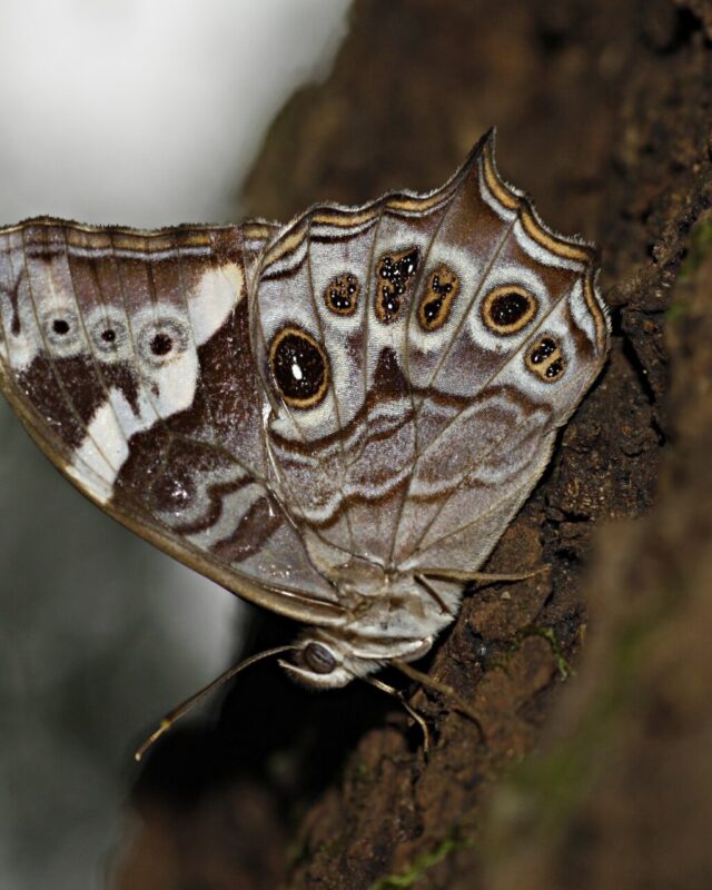 Common Treebrown