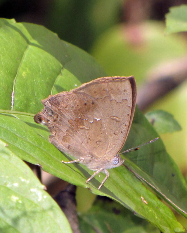 Common Acacia Blue