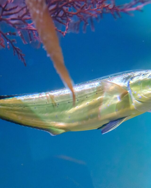 Common Dolphinfish
