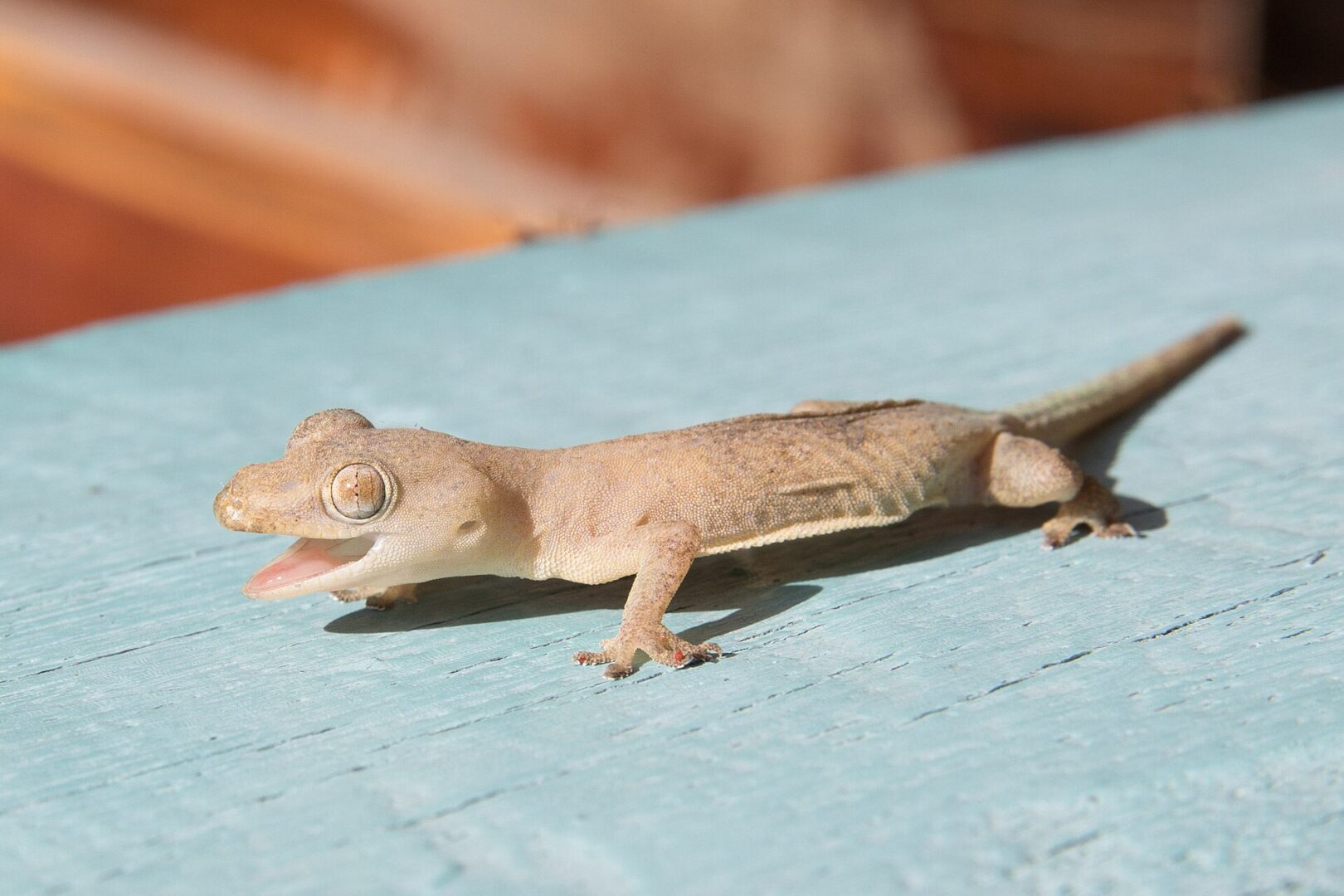 Asian House Gecko