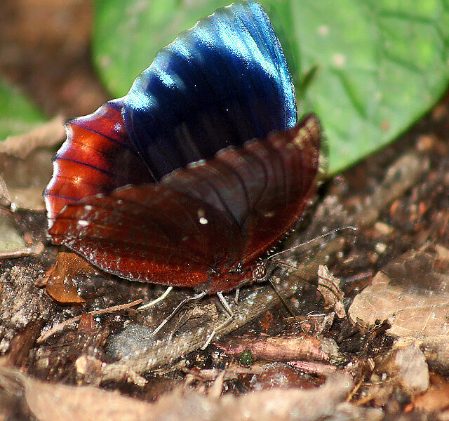 Common Palmfly