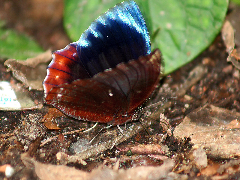 Common Palmfly