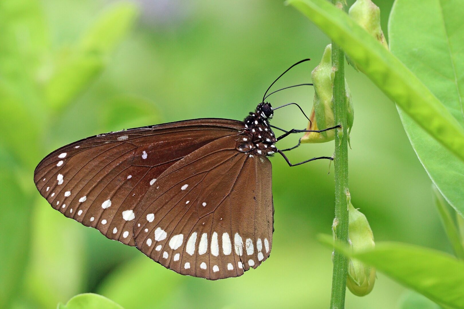 வெண்புள்ளிக் கருப்பன்